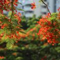 鳳凰花，正爛漫 ▁▁▁▁的悄悄話在叢中等著你