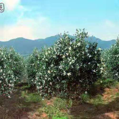 百年老樹山茶油