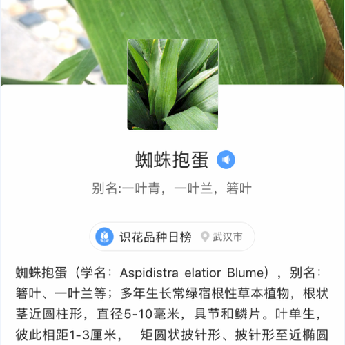 蜘蛛抱蛋