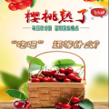 美早 大櫻桃 山東煙臺(tái)  大果才“值”這個(gè)價(jià)