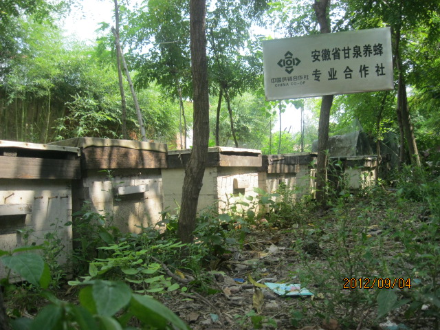 蜜蜂傳奇