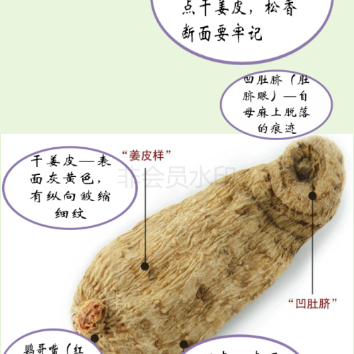 中藥養(yǎng)生——天麻