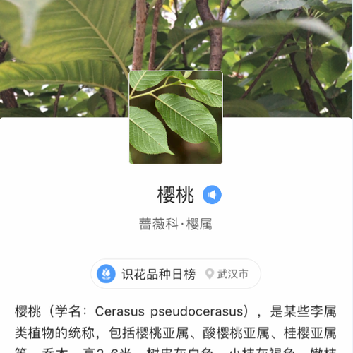櫻桃