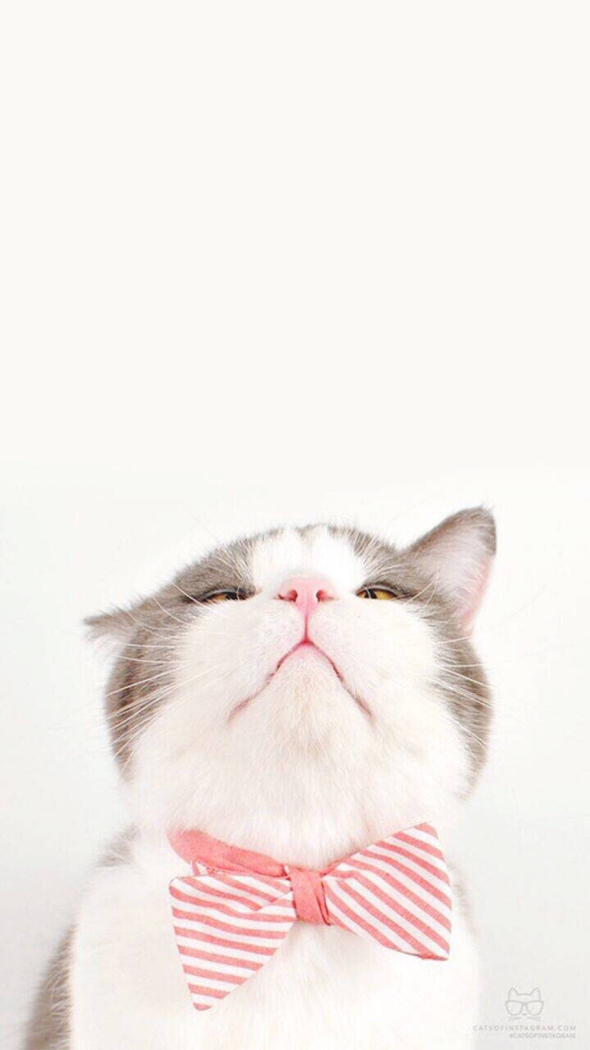 《 貓 》