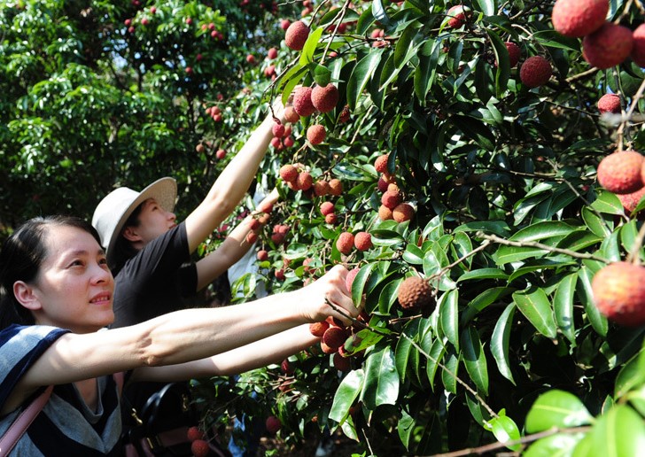 荔枝采摘活动报名