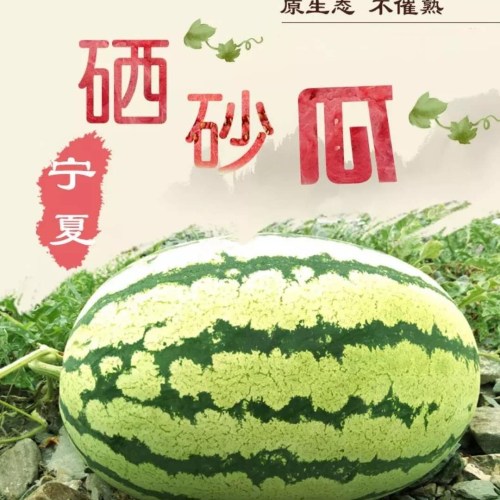【歐亞超市連鎖】石頭縫里長出的甜瓜——硒砂瓜