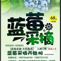清草塘藍莓采摘園