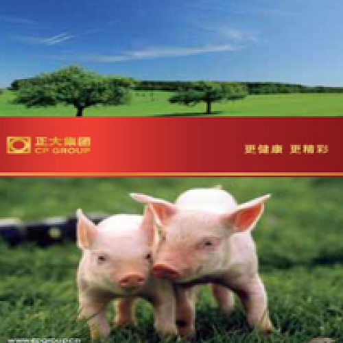 正大集團(tuán)北方區(qū)畜牧養(yǎng)殖專刊(2020年新年特刊）
