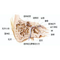 面神經損傷分幾度？治療原則是什么？