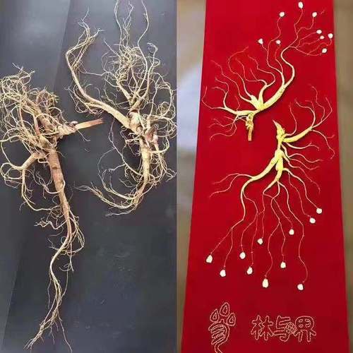 專(zhuān)業(yè)人參種植銷(xiāo)售，買(mǎi)人參請(qǐng)找我