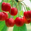 遇見(jiàn)櫻桃