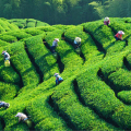 云南古樹(shù)新坐標(biāo) 圈層財(cái)富新極點(diǎn)