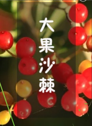 大果沙棘-功能性飲料