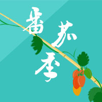 百族農(nóng)場(chǎng)番茄季