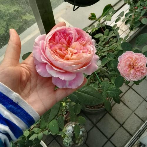 泡腳的時(shí)候加點(diǎn)它，三天逼出體內(nèi)濕氣，不用再去拔罐