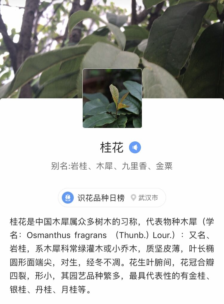桂花