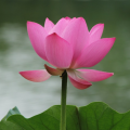 老同學(xué)