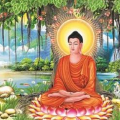 《菩提树下》我等你，听醉了!